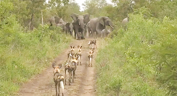 A herd of elephants has been filmed fiercely defending its young from a pack of wild dogs in South Africa.
