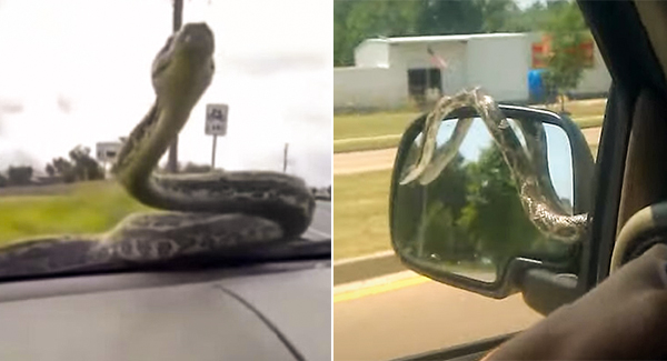 North Queensland couple sʜᴏᴄᴋᴇᴅ to see python appear on windshield as they drive on major highway