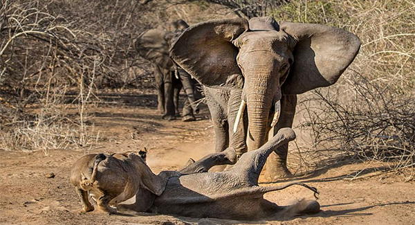 Mother Elephant sᴀᴠᴇs Her Calf From Being ᴇᴀᴛᴇɴ When She Chases Two Lionesses Away