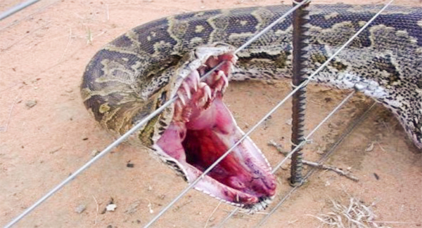 Photographs show a snake ᴛʀᴀᴘᴘᴇᴅ by an electrified fence