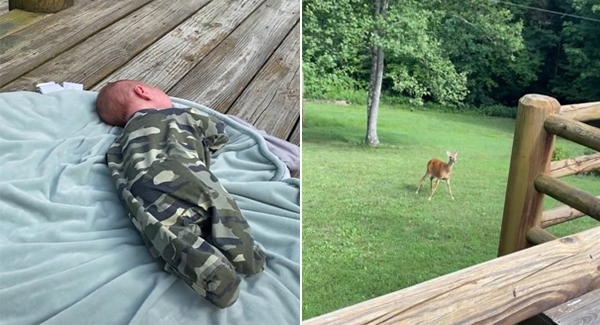 Momma deer comes running to help when she hears newborn baby crying