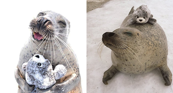 Seal Is Overjoyed To See His Miniature Self Toy And Hugs It Tightly