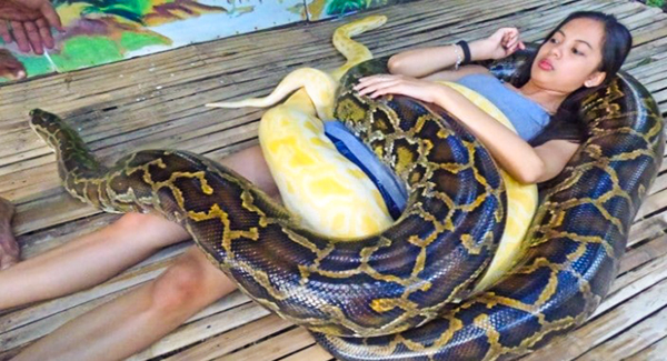 Are You Brave Enough For A Snake Massage? Four Pretty Pythons Will Help You Relax