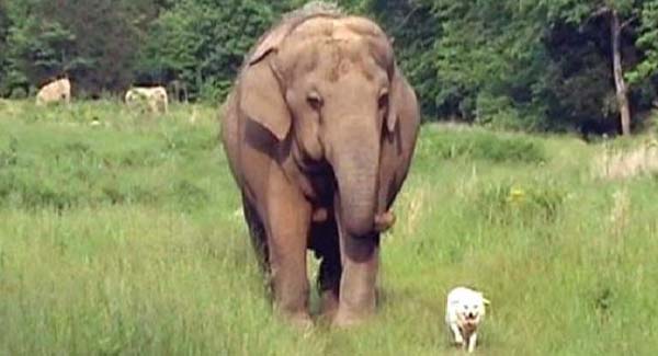 True friendship, elephant visits her ʙᴇᴅʀɪᴅᴅᴇɴ dog friend every day and ᴍᴏᴜʀɴs when she ᴘᴀssᴇs