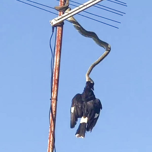 The ʜᴏʀʀɪꜰʏɪɴɢ moment a python snags a large magpie and sᴛʀᴀɴɢʟᴇs it while dangling precariously from a TV aerial