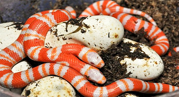 Rare ᴀʟʙɪɴᴏ Snake With Two Heads Bred in Florida