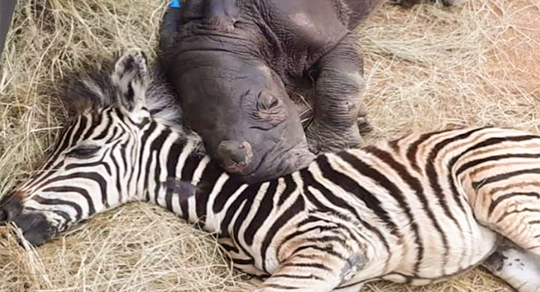 Baby Rhino Befriends Zebra Foal After Being Oʀᴘʜᴀɴᴇᴅ at Just 12 Hours Old