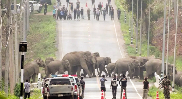 Incredible Moment A Herd Of 50 Elephants Walk Across A Highway In Thailand