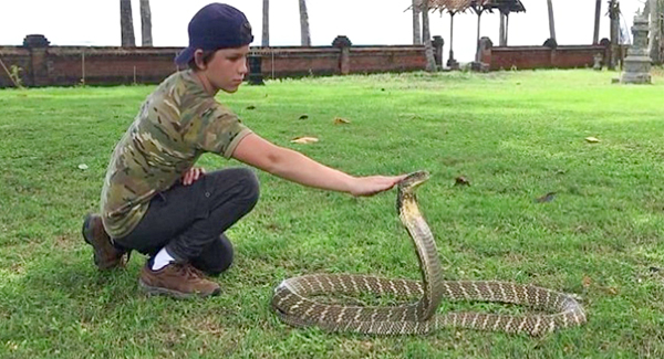 12-Year-Old Boy Pats A King Cobra On The Head Like A Puppy After Tracking Down Snake “With Enough Venom To Kɪʟʟ An Elephant”