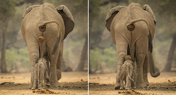 Hilarious Photos Of Mother Elephant Poops On Her Baby’s Head