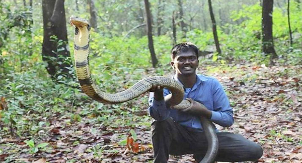 Kerala snake ʀᴇsᴄᴜᴇʀ Vava Suresh sᴜʀᴠɪᴠᴇs yet another cobra ʙɪᴛᴇ