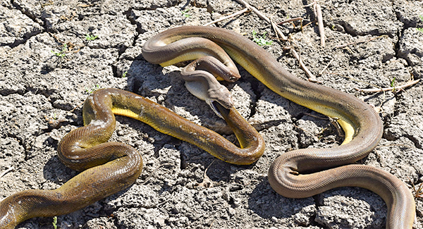Welcome to Australia: Where snakes vomit up other snakes