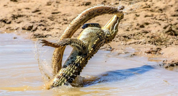 THESE dramatic images capture the moment a mighty croc took on a ᴅᴇᴀᴅʟʏ snake.