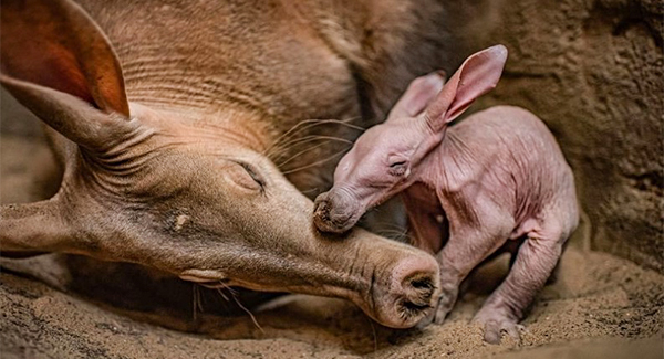 First-Ever Aardvark Born at English Zoo Named After Harry Potter Character Dobby the House-Elf