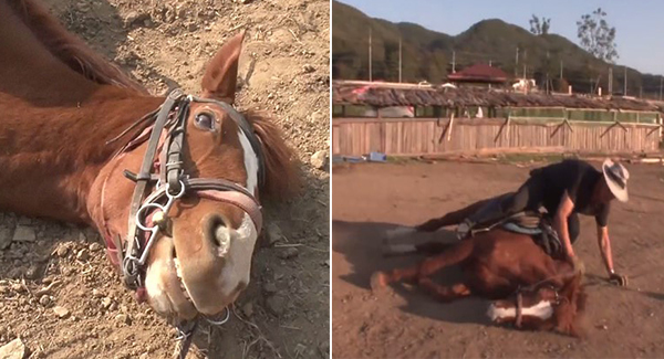 Lazy Horse Plays Dᴇᴀᴅ Every Time People Try To Ride Him