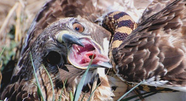Snake Strangles Hawk In “Life-Or-Dᴇᴀᴛʜ” Battle. The Surprising Outcome…