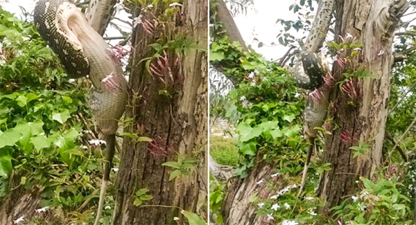 Python Sᴡᴀʟʟᴏᴡs Large Possum WHOLE After Cᴀᴘᴛᴜʀɪɴɢ It Up A Tree