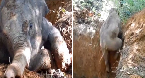 Baby Elephant Is ʀᴇsᴄᴜᴇᴅ After Falling Down Empty Ditch At Chinese Nature Reserve