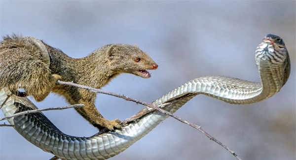 Dᴇᴀᴅʟʏ Boomslang Snake Becomes Dinner For A Mongoose