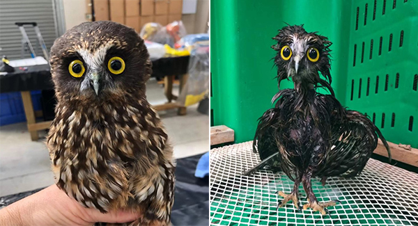 This Little Rᴇsᴄᴜᴇ Owl Needed A Bath, And The Photos Are Oddly Adorable