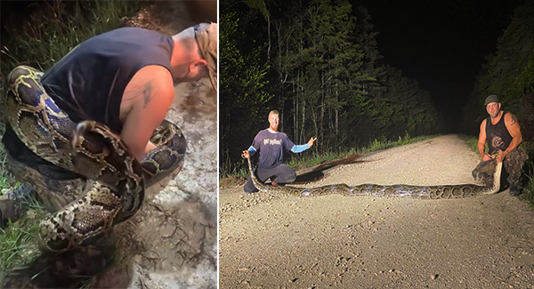 “Beast of a snake” breaks record for largest Burmese python captured in Florida