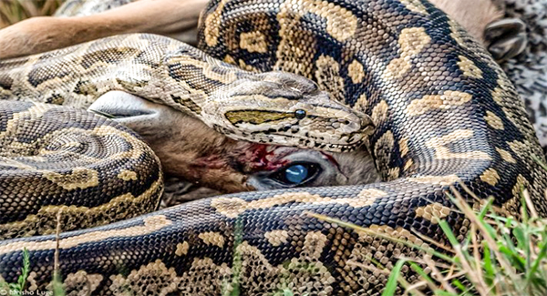The stomach-churning moment a three-metre long python ᴅᴇᴠᴏᴜʀs a helpless impala in just ten minutes