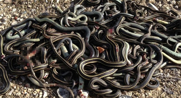 “Dᴇᴀᴅ Snakes Everywhere”: University Student Says Research Subjects ᴋɪʟʟᴇᴅ
