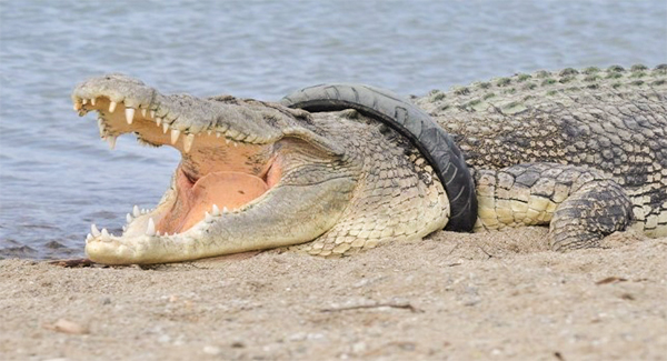 Tragic Crocodile With A Tire Stuck Around His Neck Finally Freed After 6 Years