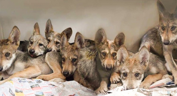 Eɴᴅᴀɴɢᴇʀᴇᴅ Mexican Wolves Welcome 7 Pups At Albuquerque Zoo