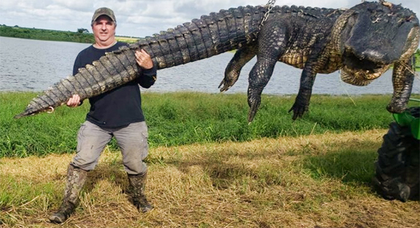 Mysterious ᴅɪsᴀᴘᴘᴇᴀʀᴀɴᴄᴇs of Calves Lead ʜᴜɴᴛᴇʀ to 13-foot Alligator in Florida Lake