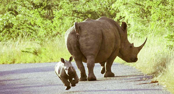 Playful Baby Rhino Bounces And Skips Along The Road In The South African Bush