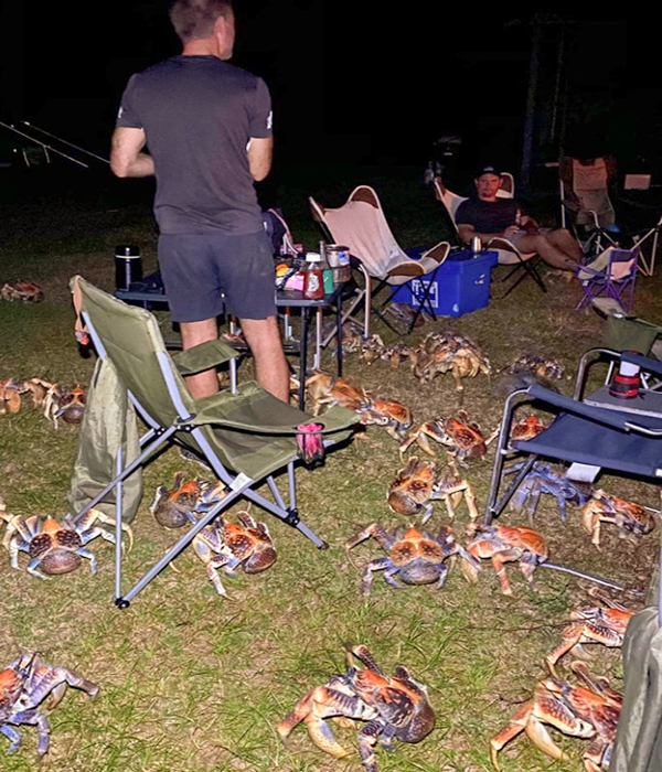 Family Sʜᴏᴄᴋᴇᴅ When Giant Robber Crabs Invade Their BBQ - We Love Animals