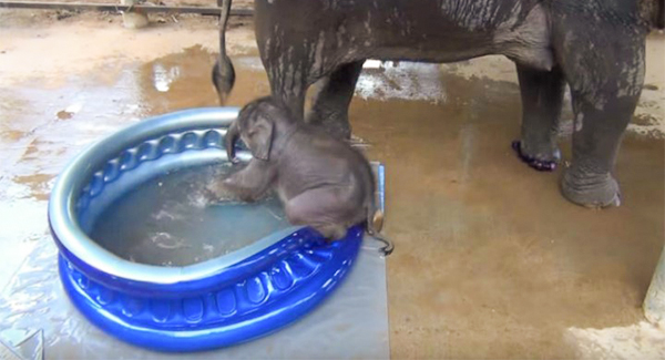 Baby Elephant Is Getting Her First Bath By Mom And Wins Over The Internet
