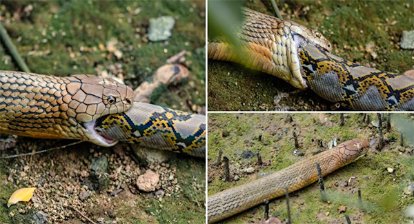 King cobra at Sungei Buloh ᴅᴇᴠᴏᴜʀs python whole in just 45 minutes
