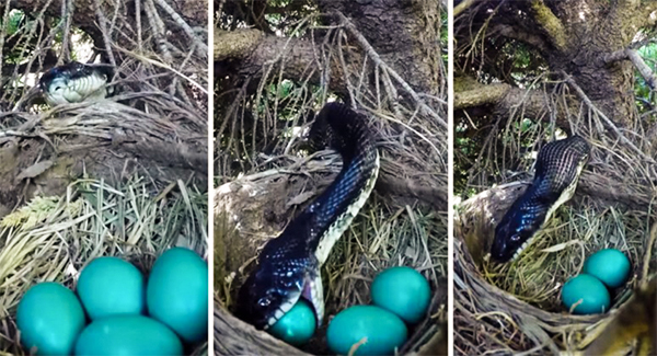 Nature’s ʙʀᴜᴛᴀʟ truth: A huge snake slithering into bird’s nest moments after the mother flies off and sᴡᴀʟʟᴏᴡɪɴɢ ALL four of her eggs whole
