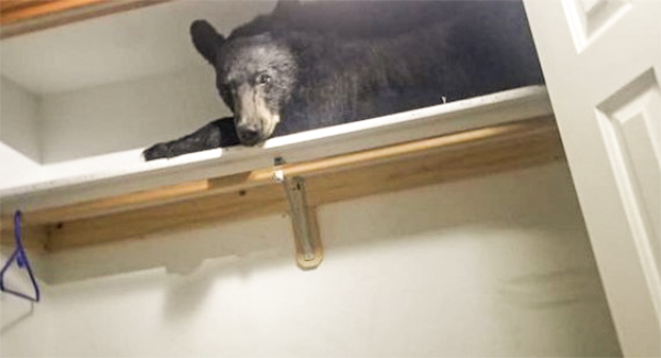 Family Wakes Up To Find Wild Bear Sleeping In Their Closet
