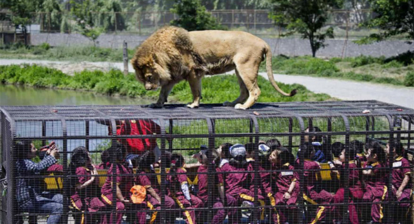 In This Zoo, Animals Roam Freely While Humans Are Caged