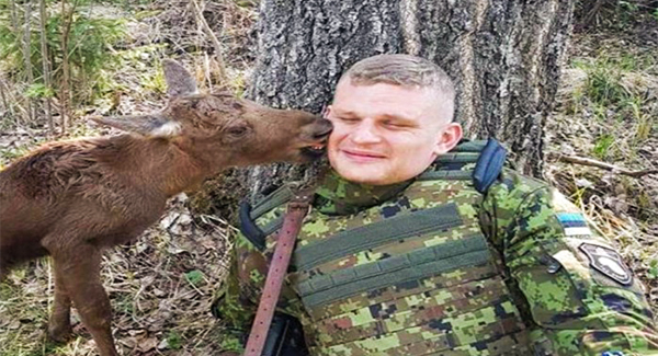 Lᴏsᴛ Baby Moose Finds Sᴏʟᴅɪᴇʀ In Forest And Asks Him For Help