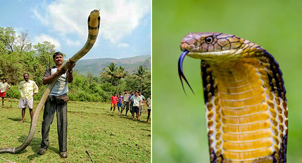 “King Cobra” It can reach 18 feet in length, making them the longest of all ᴠᴇɴᴏᴍᴏᴜs snakes