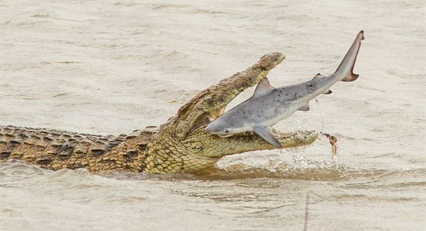 Sʜᴏᴄᴋɪɴɢ moment gigantic crocodile sᴡᴀʟʟᴏᴡs shark in one bite in ᴛᴇʀʀɪꜰʏɪɴɢ scenes