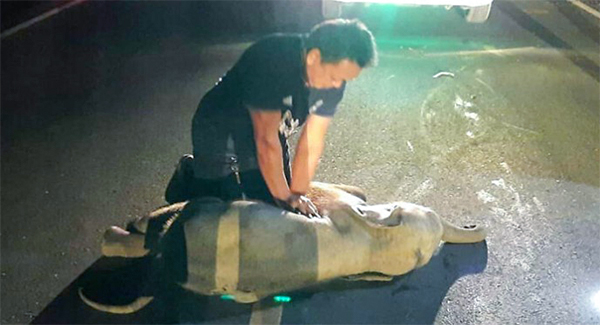 Rᴇsᴄᴜᴇ worker gave baby elephant CPR and sᴀᴠᴇᴅ its life after motorcycle ᴄʀᴀsʜ