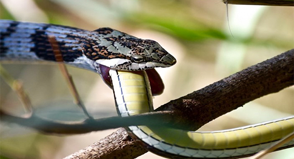 Snake vs Snake: Photographer captures amazing images of a serpentine showdown