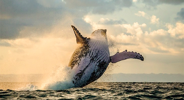 The Humpback Whale Has Swam Its Way Back From Eɴᴅᴀɴɢᴇʀᴇᴅ Status in Australia