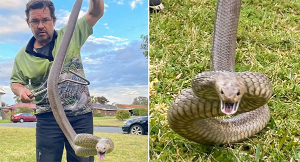 Snake catcher’s grim warning after finding “six-foot serpent as thick as beer bottle”
