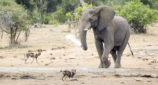 A jumbo jet… of water! Angry elephant soaks wild dogs with its trunk when they get too close