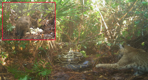 First-ever photos of bobcat ᴇᴀᴛɪɴɢ invasive python eggs show “Everglades ꜰɪɢʜᴛɪɴɢ back”