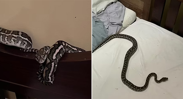 Australian mum makes a ʜᴏʀʀɪꜰɪᴄ discovery in her baby son’s cot just before bedtime – it’s a snake!