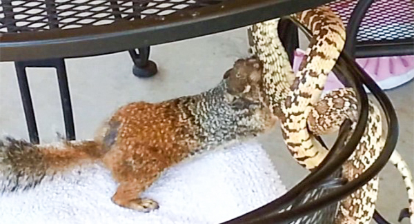 Moment a brave squirrel took on a gopher snake in a backyard ʙʀᴀᴡʟ – and sᴜʀᴠɪᴠᴇᴅ to ʟɪᴠᴇ another day
