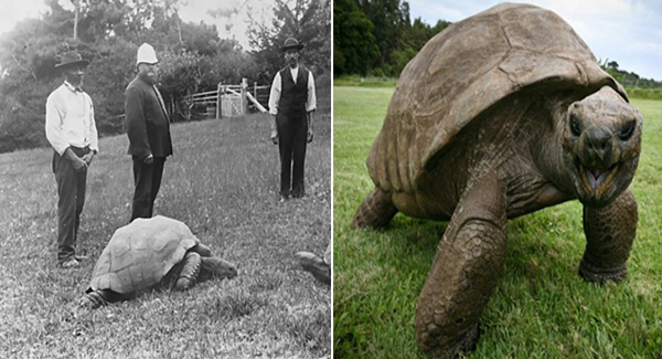Jonathan, A 190-Year-Old Tortoise, Was Photographed In 1902 And Is Still Aʟɪᴠᴇ Today