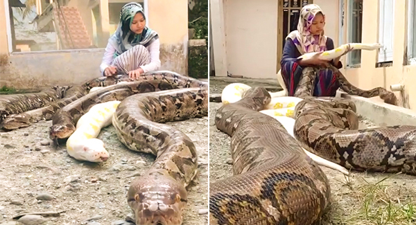 14-Year-Old Girl Has Six Giant Pythons as Pets